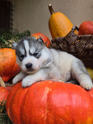 Les chiots de Siberian Husky