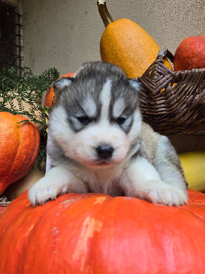 Les chiots de Siberian Husky