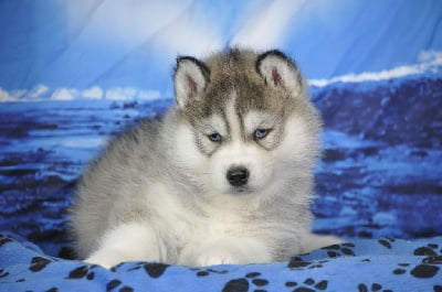 Les chiots de Siberian Husky