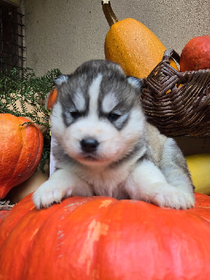 Les chiots de Siberian Husky