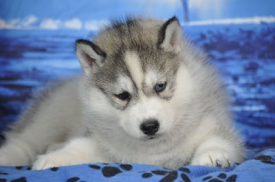 Les chiots de Siberian Husky