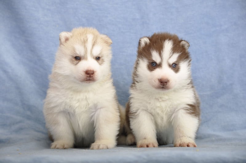 Siberian Husky - Angel Inside's