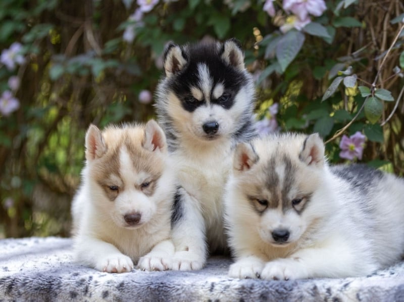 Siberian Husky - Angel Inside's