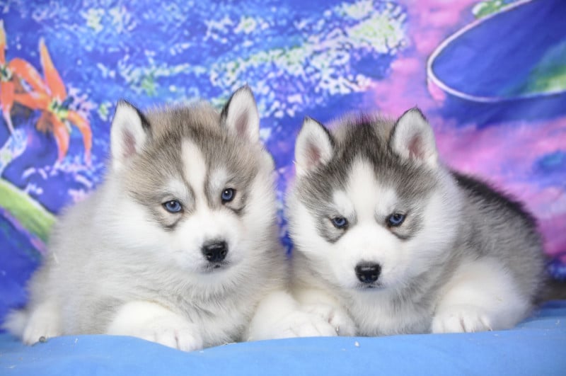Siberian Husky - Angel Inside's