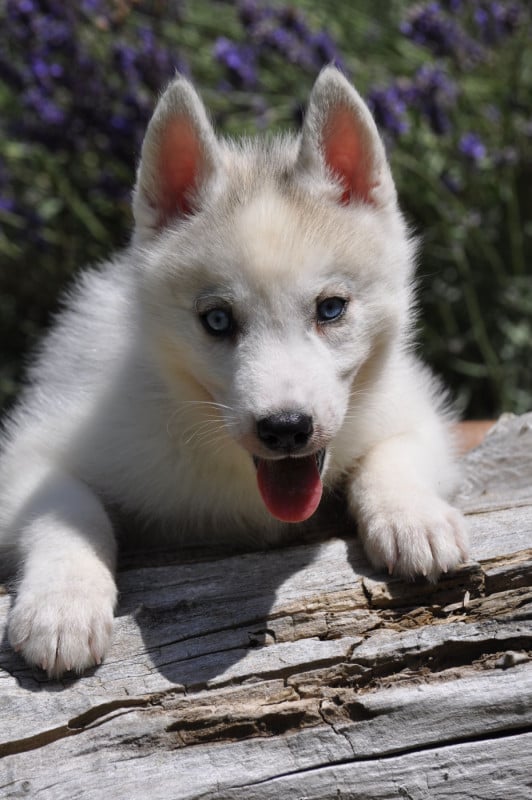 Siberian Husky - Angel Inside's