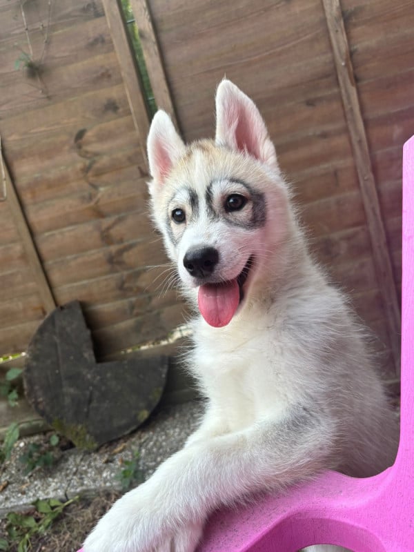 Siberian Husky - Angel Inside's