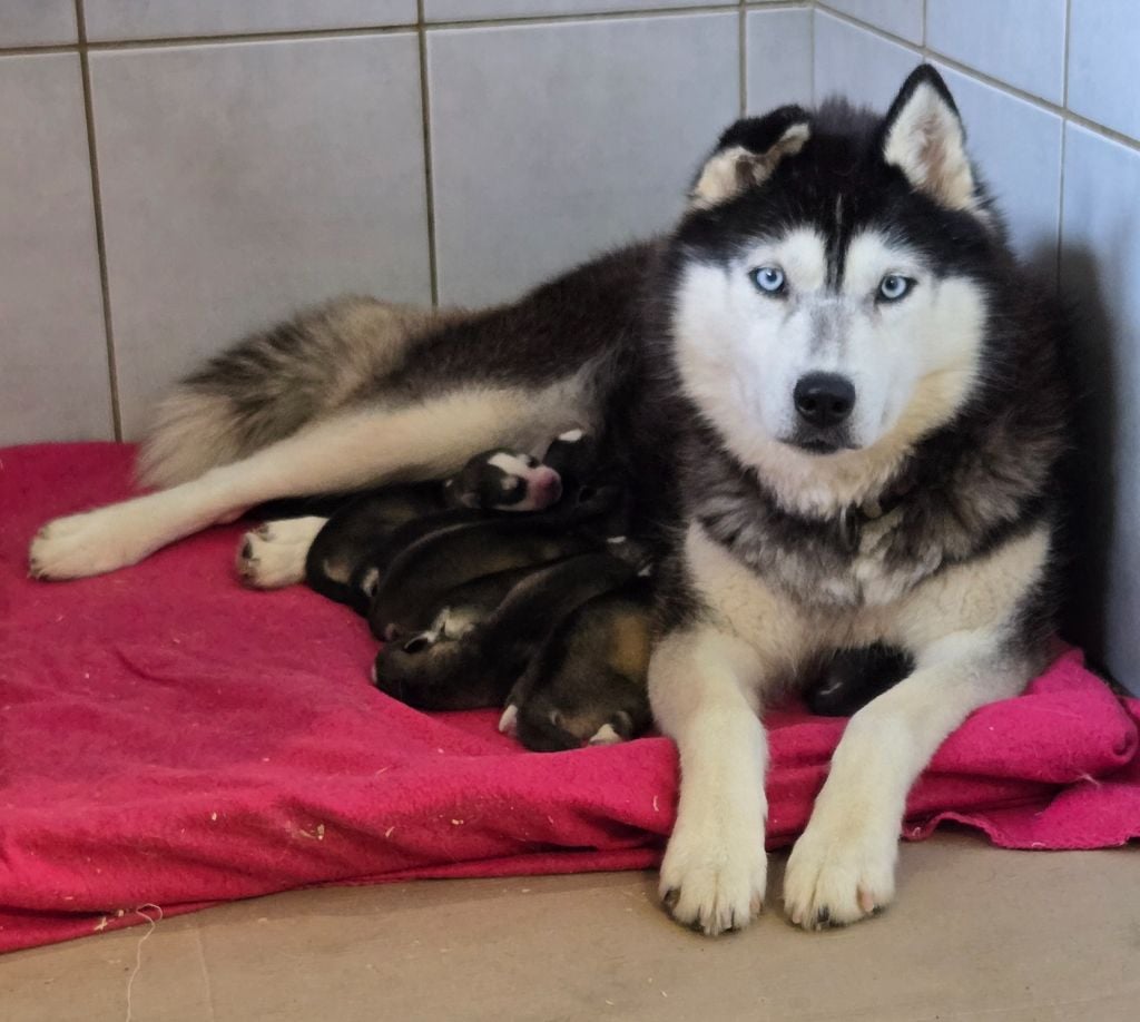 Siberian Husky - Angel Inside's