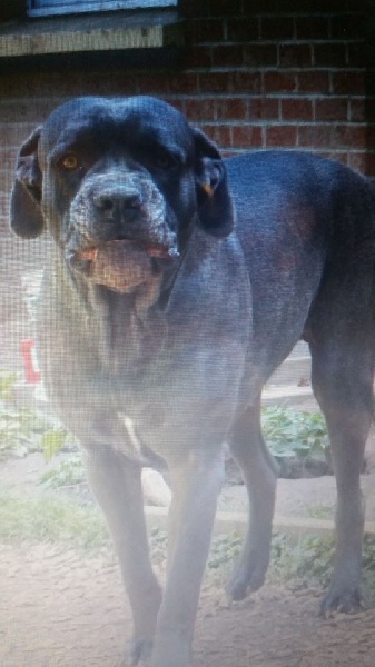 Publication : Des Gardiens De La Sirandale Auteur : des gardiens de la sirandale