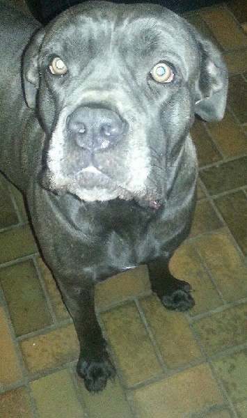 Publication : Des Gardiens De La Sirandale Auteur : des gardiens de la sirandale