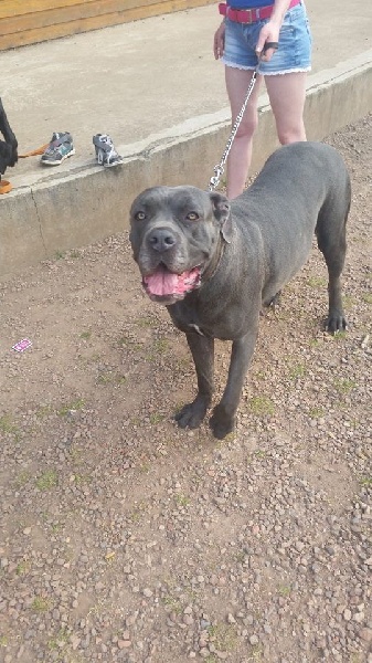 Publication : Des Gardiens De La Sirandale Auteur : des gardiens de la sirandale