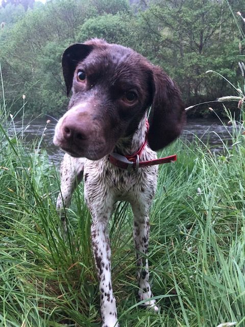 Publication : Des Remises Du Haut Gevaudan