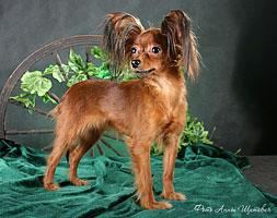 Publication : of Elltseya Toy Auteur : Vetrova N.