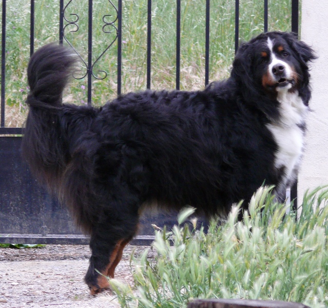 Publication : Des Terres Sacrées D'aurus Auteur : 8 ans et demi