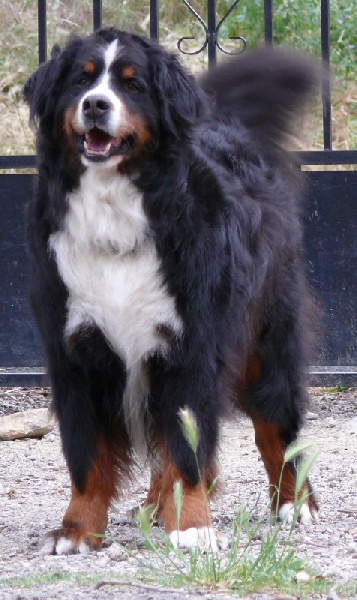 Publication : Des Terres Sacrées D'aurus Auteur : 8 ans et demi