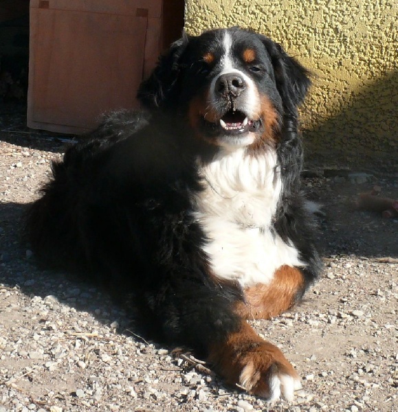 Publication : Des Terres Sacrées D'aurus Auteur : 8 ans et demi