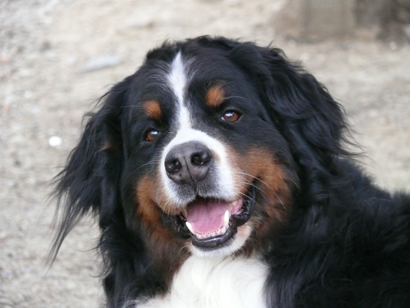 Publication : Des Terres Sacrées D'aurus Auteur : 8 ans et demi