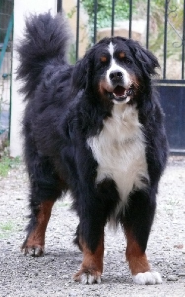 Publication : Des Terres Sacrées D'aurus Auteur : 8 ans et demi