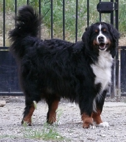 Publication : Des Terres Sacrées D'aurus Auteur : 8 ans et demi