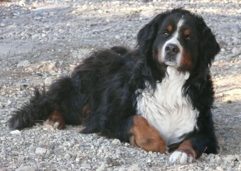 Publication : Des Terres Sacrées D'aurus Auteur : 8 ans et demi