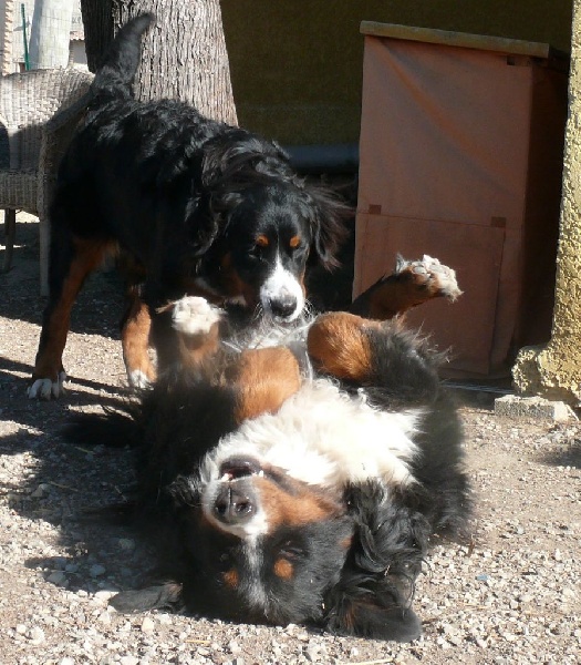 Publication : Des Terres Sacrées D'aurus Auteur : 8 ans et demi