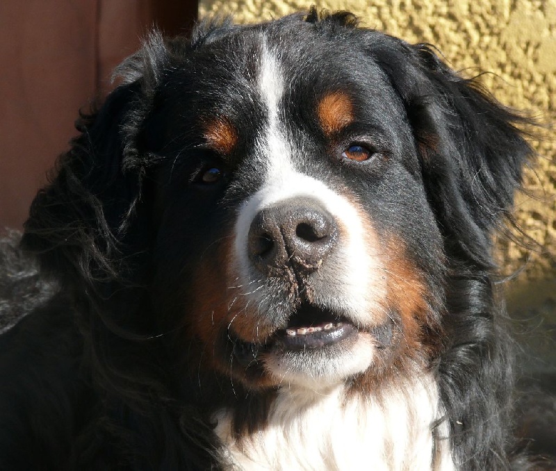 Publication : Des Terres Sacrées D'aurus Auteur : 8 ans et demi