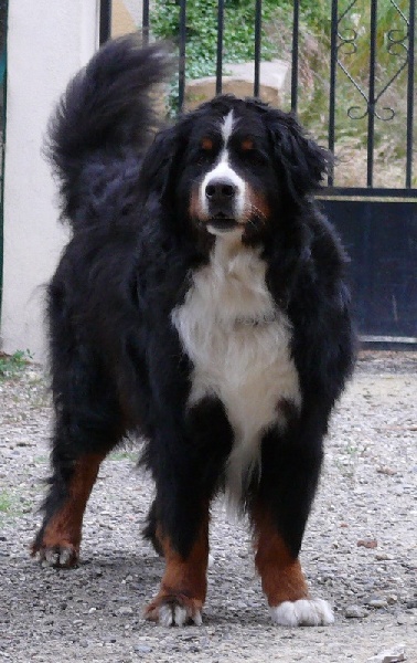 Publication : Des Terres Sacrées D'aurus Auteur : 8 ans et demi