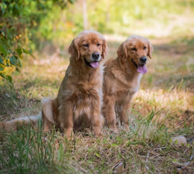 Des Terres Sacrées D'aurus