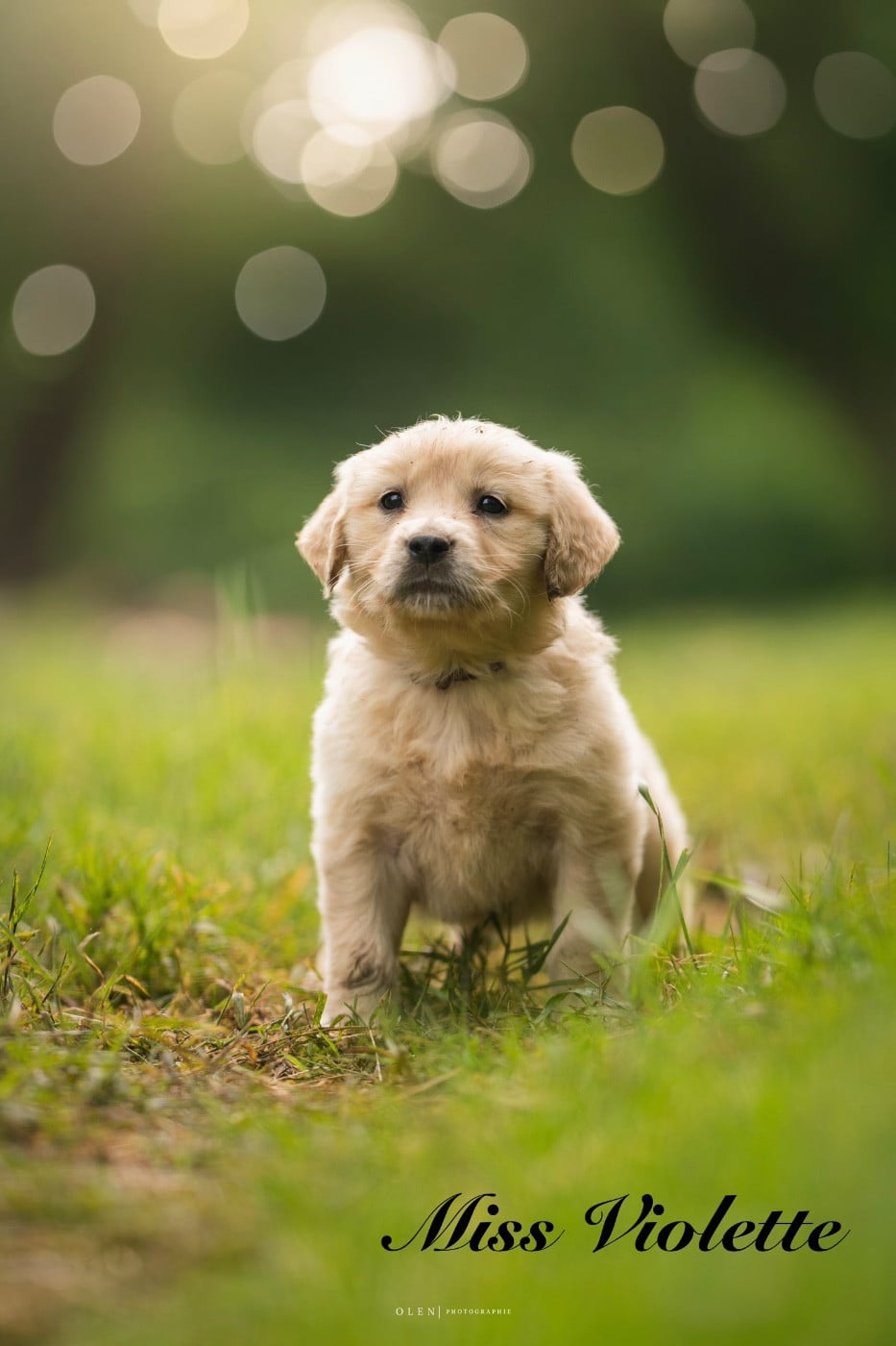 Golden Retriever - Des Terres Sacrées D'aurus