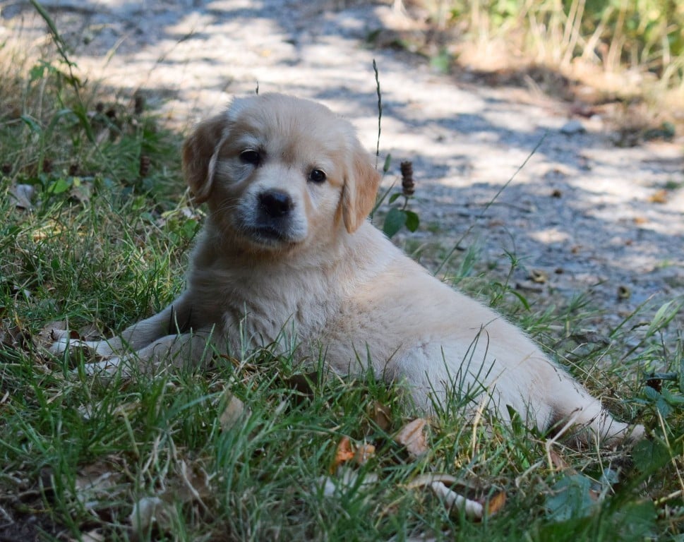 Baronne Nala