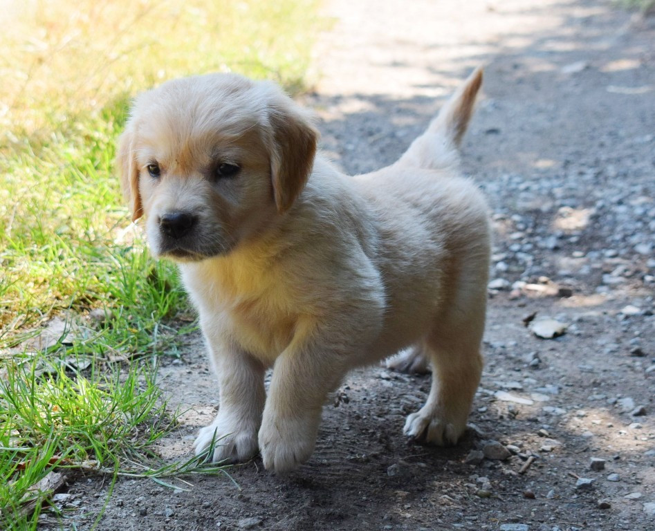 Baronne Nala