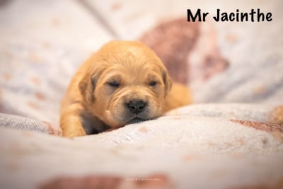 Monsieur Jacinthe - Golden Retriever