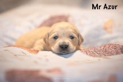 Monsieur Azur - Golden Retriever