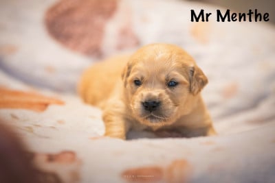 Monsieur Menthe - Golden Retriever