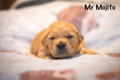 Monsieur Mojito - Golden Retriever