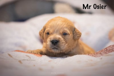 Monsieur Osier - Golden Retriever