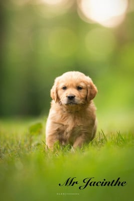 Les chiots de Golden Retriever
