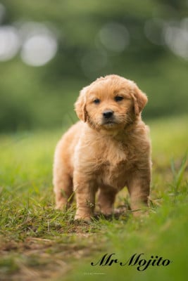 Les chiots de Golden Retriever