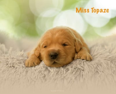 Les chiots de Golden Retriever
