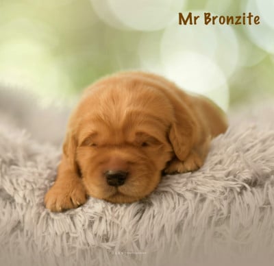 Les chiots de Golden Retriever