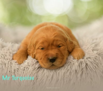 Les chiots de Golden Retriever
