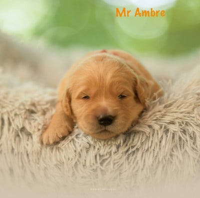 Les chiots de Golden Retriever