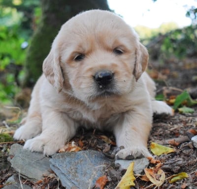 Les chiots de Golden Retriever
