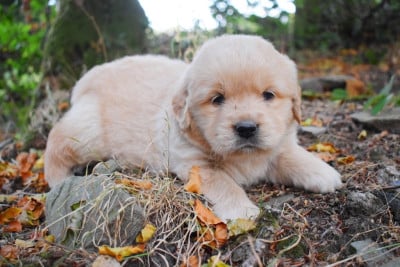 Les chiots de Golden Retriever