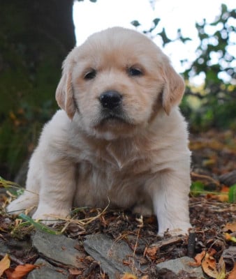 Les chiots de Golden Retriever