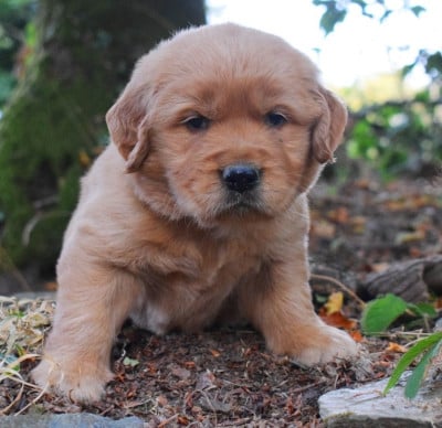 Les chiots de Golden Retriever