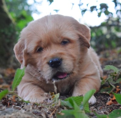 Les chiots de Golden Retriever