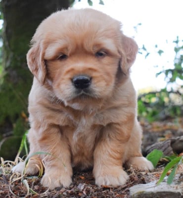 Les chiots de Golden Retriever