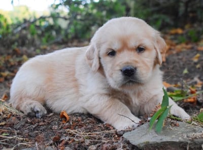 Les chiots de Golden Retriever