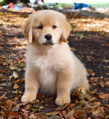 Les chiots de Golden Retriever