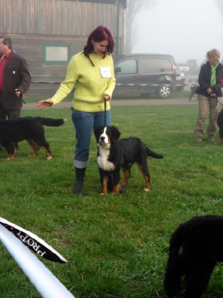 Darko du clos de la Cigalière - PROMETTEUR
